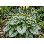 Brunnera macrophylla Jack Frost