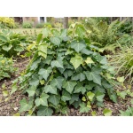 Hedera
