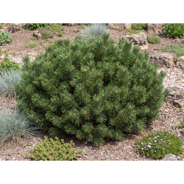 Pinus mugo Slowmound
