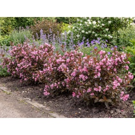 Weigela florida Verweig9