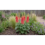 Delphinium Red Lark
