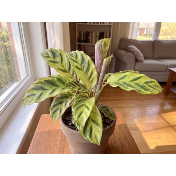 Goeppertia Fusion Yellow