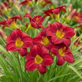 Hemerocallis Chicago Apache