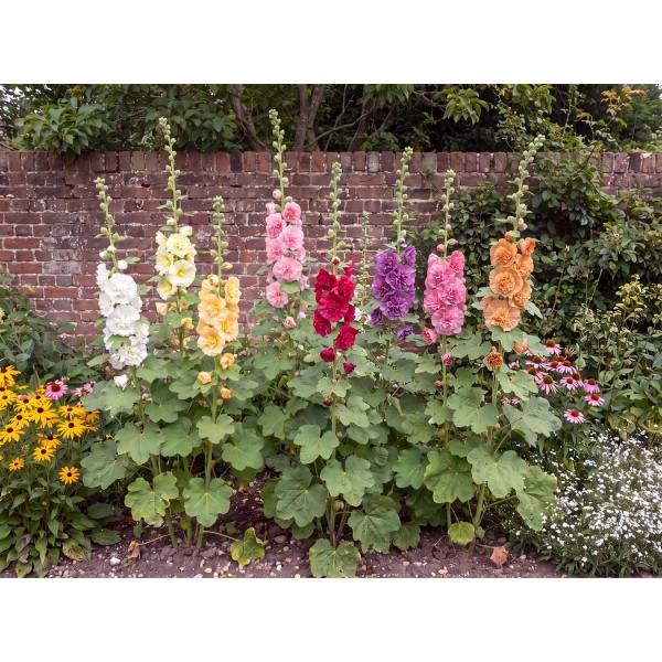 Alcea rosea Chater's Double Group
