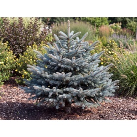 Picea pungens Fat Albert