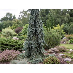 Picea glauca Pendula