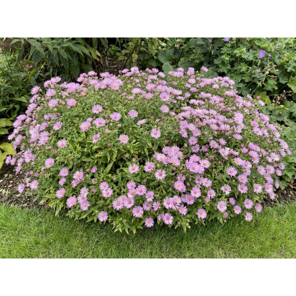 Symphyotrichum dumosum Woods Pink