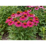 Echinacea purpurea PowWow Wild Berry