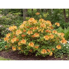 Rhododendron Golden Lights