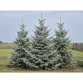 Abies concolor Candicans