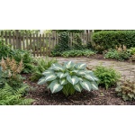 Hosta sieboldiana Hudson Bay