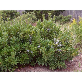 Morella pensylvanica