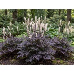 Actaea simplex (Atropurpurea Group) Brunette