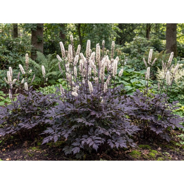 Actaea simplex (Atropurpurea Group) Brunette