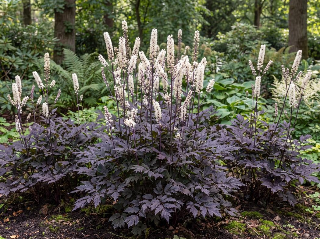 Actaea simplex (Atropurpurea Group) Brunette