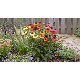 Echinacea hybrida Cheyenne Spirit