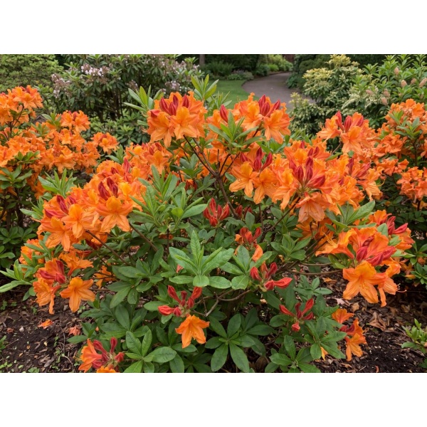Rhododendron Gibraltar