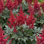 Astilbe Montgomery