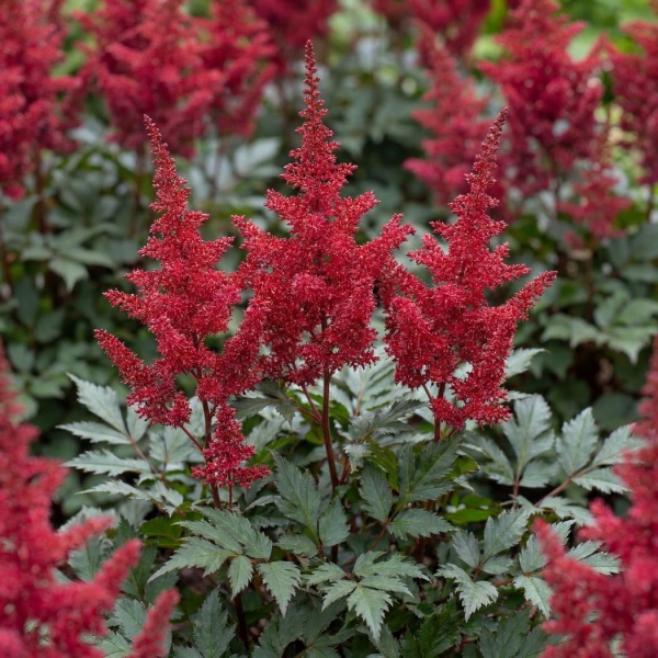 Astilbe Montgomery