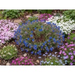Glandora prostrata Grace Ward