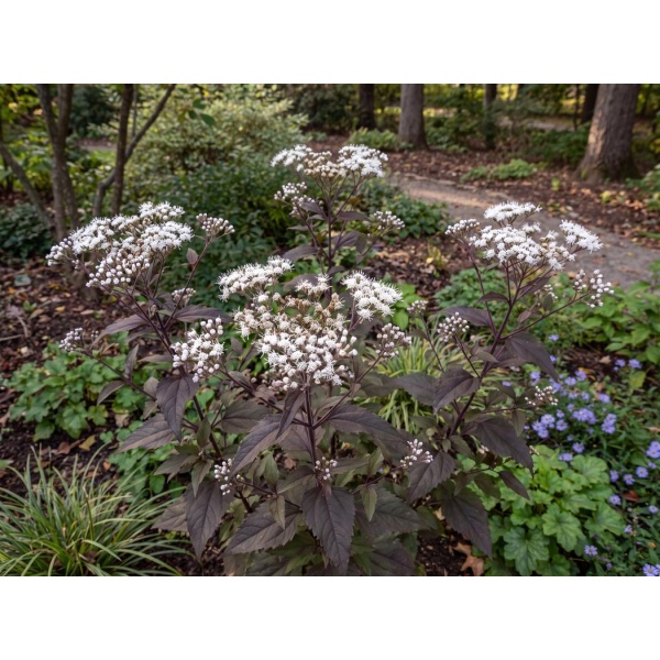 Ageratina altissima Chocolate
