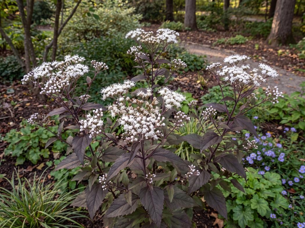 Ageratina altissima Chocolate