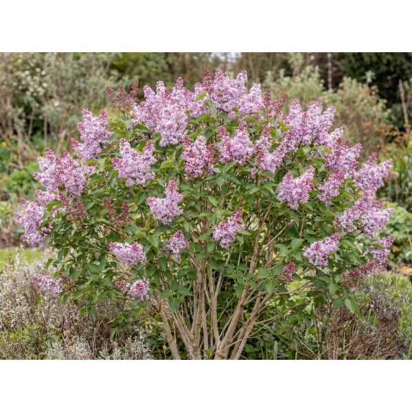 Syringa × chinensis